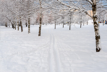 Skiing in the snow in the city park