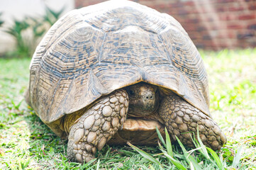 tortoise on the grass hiding in his shell