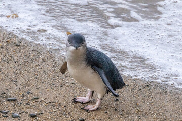 Little Blue Penguin in Australasia