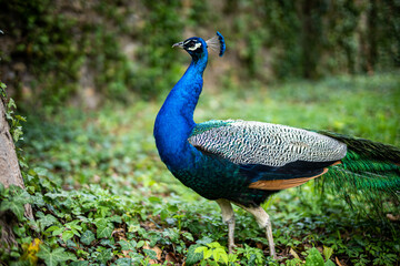 Obraz premium peacock in the park