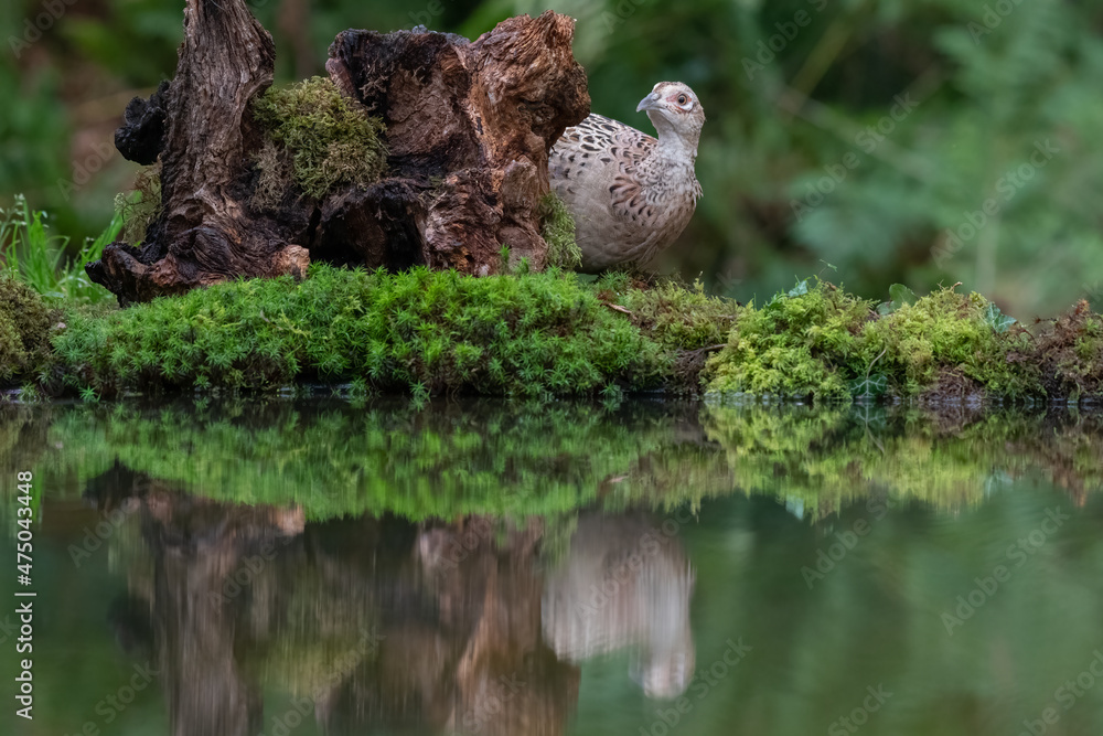 Poster an alert female pheasant cautiously looking out from behind an old tree stump. she is reflected in t