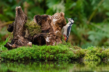A great spotted woodpecker perched on the side of an old tree stump by the side of a small pool.