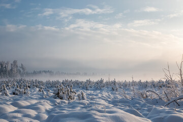 Winter landscape. In December, a rare natural phenomenon - fog descended to the ground in the cold....