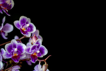Fototapeta na wymiar Purple orchid blooms on black background. Floral concept, large Phalaenopsis branch, bright petals. Selective focus on the details, blurred background.
