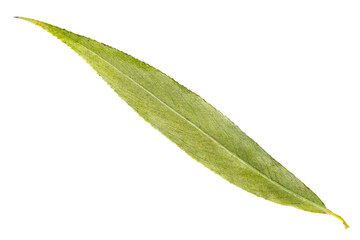 Willow leaf isolated