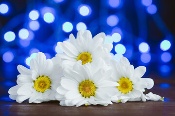 White chrysanthemums on blue illuminated background. Free space for text. Daisy flowers.