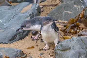 Little Blue Penguin in Australasia