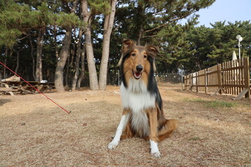 Rough Collie