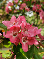 A branch of an apple tree with red and pink flowers in the sun in a park on Elagin Island in St. Petersburg.