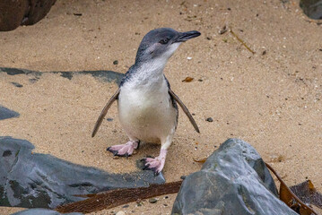 Little Blue Penguin in Australasia