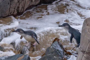 Little Blue Penguin in Australasia