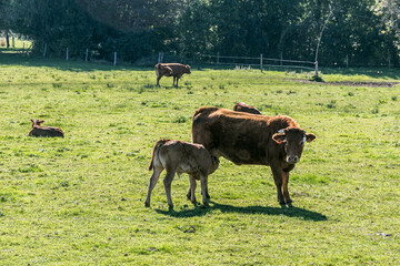 cows grazing in a field