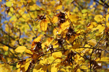 Close-up of European or common hornbeam with dry brown fruits and yellow leaves against blue sky. Carpinus betulus on a sunny day