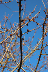 Cherry tree with little brown buds on branches on winter seasona gainst blue sky. Prunus avium tree