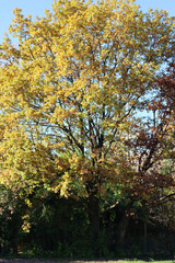 Big oak tree  with yellow leaves on autumn season against blue sky. Quercus family 