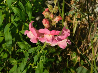 Snapdragon, or Antirrhinum majus, pink flowers, in Athens, Greece