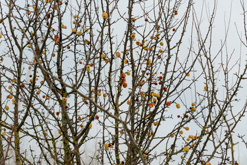 Yellow and Red apples on tree branches in the frost in winter garden