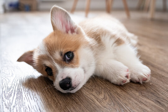 adorable little puppy welsh corgi pembroke laying on the floor and looking at the frame the large portrait. 2 months