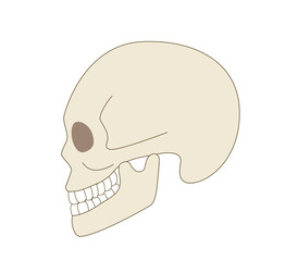 Skull sideways illustration of a real human body.