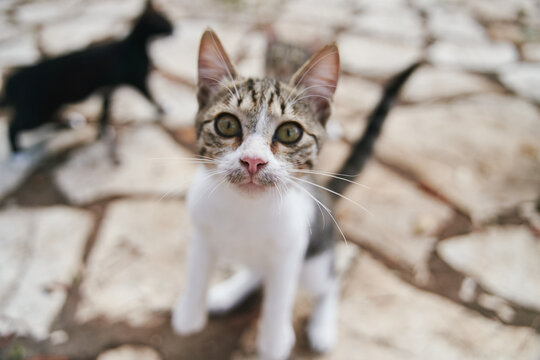 Street cats begging ride on the streets of Corfu in Greece. High quality photo