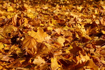 Bright yellow maple foliage fallen to the ground, golden autumn background