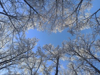 branches against sky