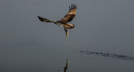 魚を捕まえたミサゴ