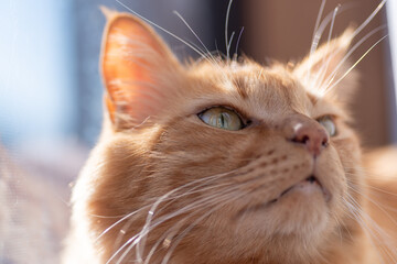 見つめる猫　茶トラ猫