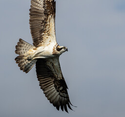 カッコいい猛禽類　ミサゴ