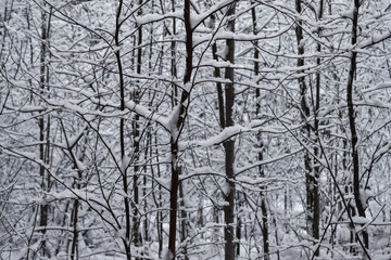 Winter landscape in the form of trees in the snow. Many tree trunks in the snow were photographed closely.