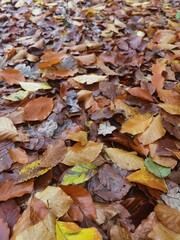 autumn leaves background