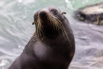 New Zealand Fur Seal