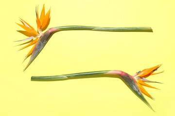 Beautiful bird of paradise flowers on yellow background