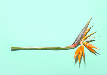 Beautiful bird of paradise flower on color background