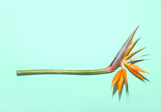 Beautiful bird of paradise flower on color background