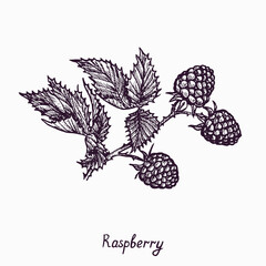 Raspberry branch with berries and leaves, simple doodle drawing with inscription, gravure style