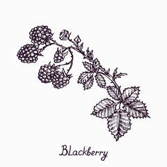 Blackberry branch with berries and leaves, simple doodle drawing with inscription, gravure style - 475052829