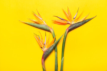 Beautiful bird of paradise flowers on yellow background, closeup