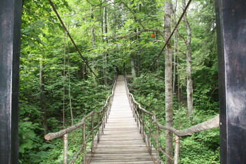 suspension bridge in the forest