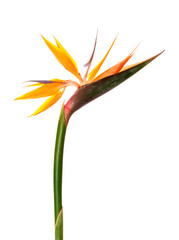 Fototapeta na wymiar Beautiful strelitzia flower on white background, closeup