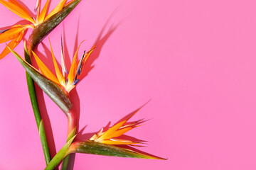 Beautiful strelitzia flowers on pink background, closeup