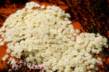 Roe's Featherflower - Western Australia