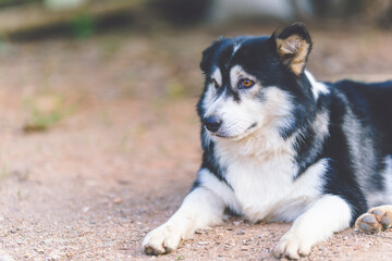 Siberian mix puppies lie comfortably on the floor.