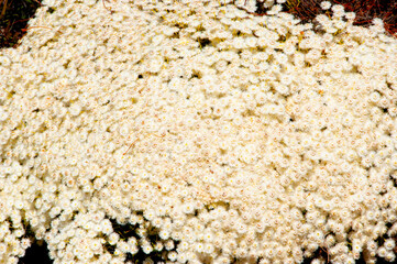 Roe's Featherflower - Western Australia