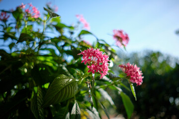 pink flowers in the garden