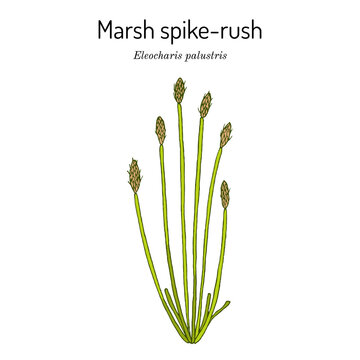 Marsh spike-rush Eleocharis palustris , wetland plant