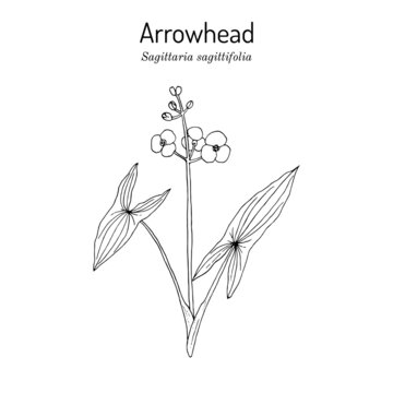 Arrowhead Sagittaria sagittifolia , medicinal plant