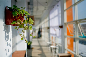 potted plant hanging on the corridor wall