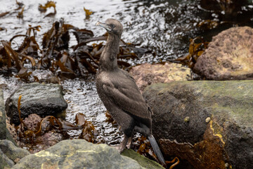 Otago Shag Endemic to New Zealand