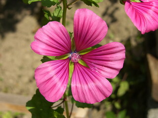 Blume Pink